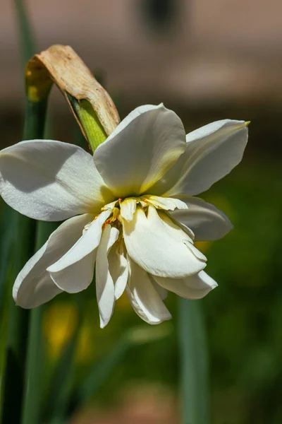 白色的水仙花植物 春天吹的时候 — 图库照片