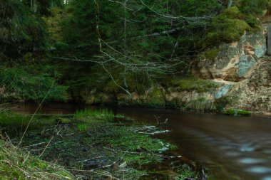 Yeşil doğal orman, ulusal parktaki karanlık nehir.