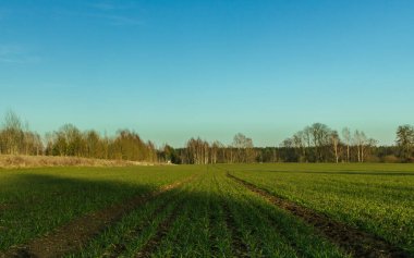 Gün batımında yeşil çayır