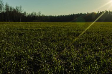 Gün batımında yeşil çayır