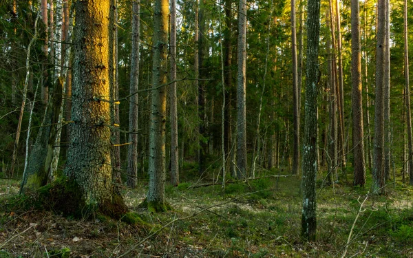 Софт Древесный Лес Солнце Светит Дереве — стоковое фото