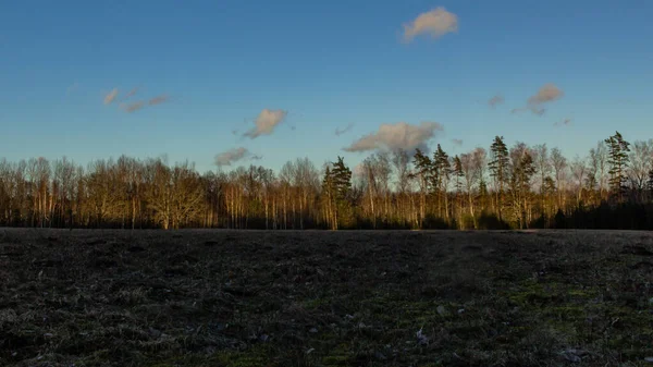 Kış sonrası çayır, orman arka planı.