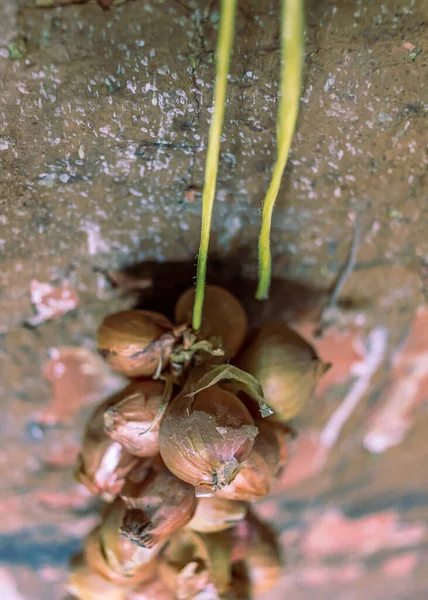 Küçük soğanlar ipliğe bağlanır