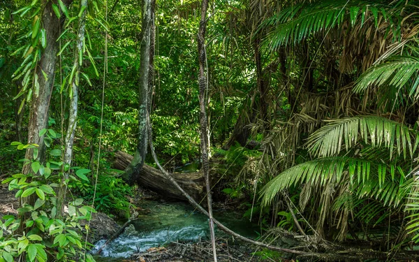 Зеленые Джунгли Природного Парка Голубая Вода — стоковое фото