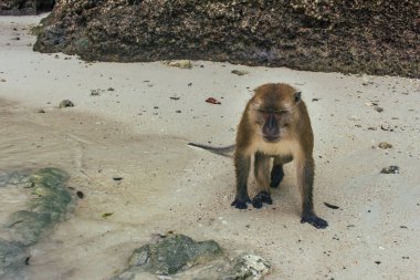Kahverengi maymun fotoğrafçıya aç kalır.