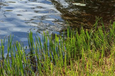 Koyu yeşil çayır su bitkisi