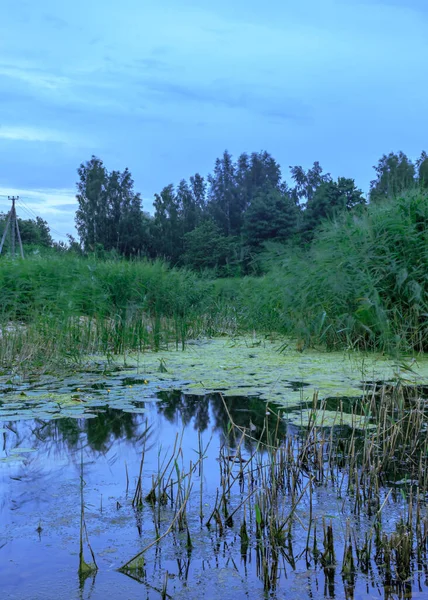 Kraj Strona Jezioro Zielone Rośliny Wodne — Zdjęcie stockowe