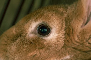 Tüylü çiftlik hayvanı tavşan gözleri, kafeste yetişkin mumya.