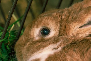 Tüylü çiftlik hayvanı tavşan gözleri, kafeste yetişkin kahverengi mumya.