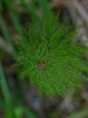 Yeşil yumuşak ağaç yongası ormandaki detaylı manzara