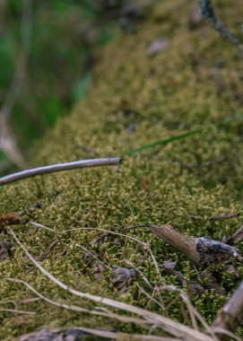 Yeşil yosun yere düşmüş ağacı ormana gömdü.