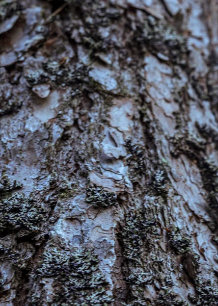 Träd Trä Bark Texturerad Makro Närbild — Stockfoto