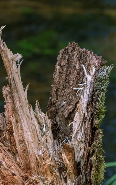 Baum Umgestürzt Abgebrochenes Holz Wald — Stockfoto