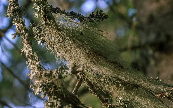 Пушистые Зеленые Волосы Дереве Покрытые Лесу — стоковое фото