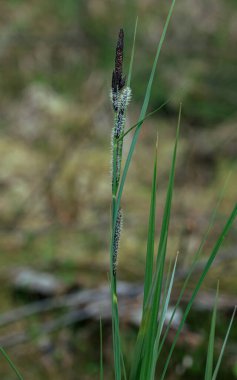 Orman bitkisi yeşil çimen yaprağıyla çiçek açıyor.
