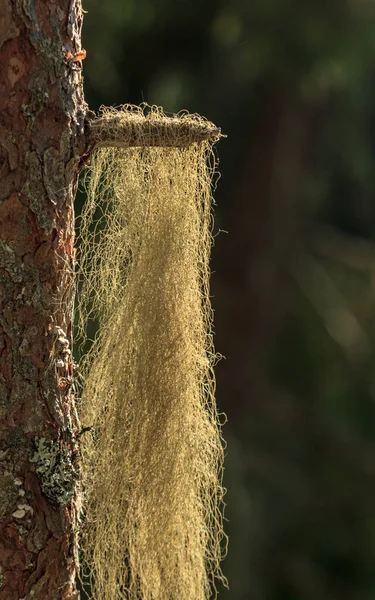 Skog Fluffigt Hår Träd Solfångare — Stockfoto