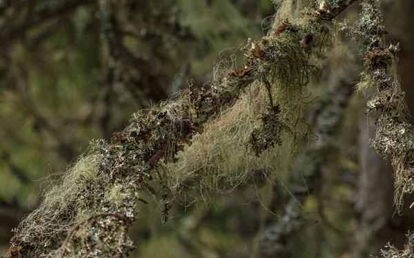 Лес Пушистые Волосы Дереве Солнечный Улов — стоковое фото