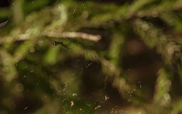 Spider Made Thread Transparent Cobweb Insect Food — Stock Photo, Image