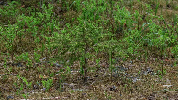 Зеленые Мягкие Деревья Йонг Растение Ели Растет Мертвые Листья Земли — стоковое фото