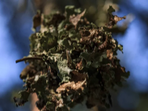 Linden Bedeckten Baumteil Wald — Stockfoto