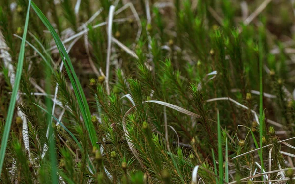 Yeşil yumuşak ağaç yongası ormandaki detaylı manzara