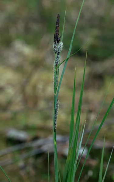Orman bitkisi yeşil çimen yaprağıyla çiçek açıyor.