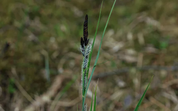 Waldpflanze Blüht Mit Grünem Grasblatt — Stockfoto