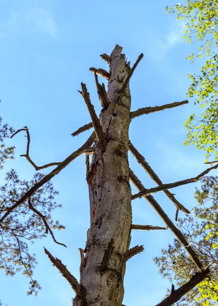 Toter Trockener Baum Waldblick Von Unten — Stockfoto