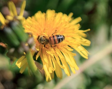 Sarı karahindiba çiçekli polen yiyen siyah ve sarı eşekarısı.