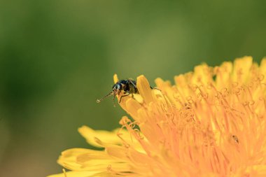 Kırmızı gözlü yeşil böcek polen arıyor, bahar zamanı sarı karahindiba çiçeği makrosu kapat