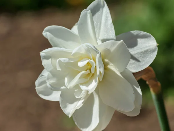 白色春花 — 图库照片
