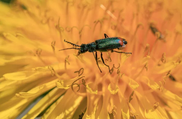 Green bug with red eye looking for pollen, spring time yellow dandelion flower macro close up