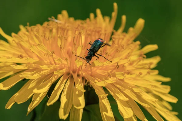 Bug Verde Com Olho Vermelho Procura Pólen Primavera Tempo Amarelo — Fotografia de Stock