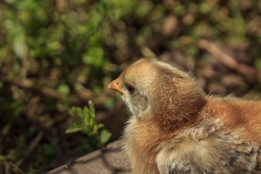 Sarı tüylü çiftlik tavuğu bebek oturuyor