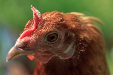 Çiftlikte yaşayan kuş kahverengi tavuk etrafına bakıyor, kafa portresi.