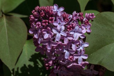 Mor leylak bahar çiçeği, küçük çiçekler.