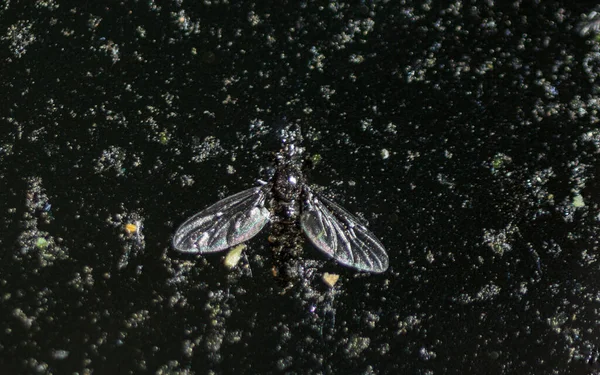 Dead Fly Dark Water — Stock Photo, Image