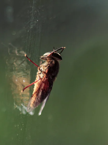 Pencere camında oturan sinek, renkli böcek gözleri.