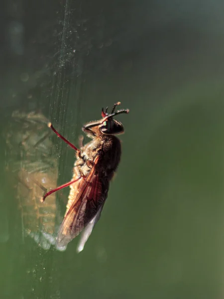 Mouche Assise Sur Verre Fenêtre Yeux Insectes Colorés — Photo