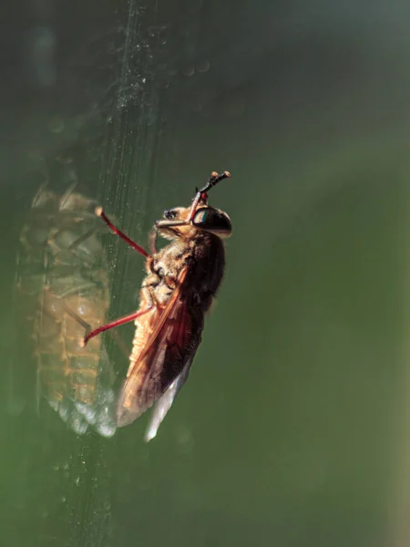 Mouche Assise Sur Verre Fenêtre Yeux Insectes Colorés — Photo