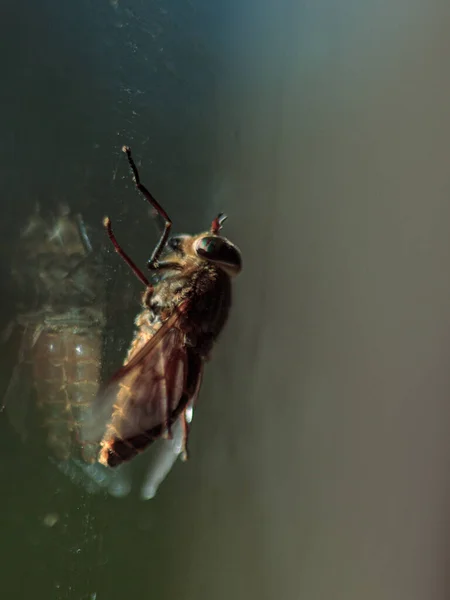 Mouche Assise Sur Verre Fenêtre Yeux Insectes Colorés — Photo