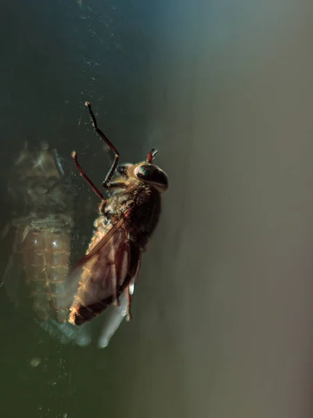 Fly Sitting Window Glass Colorful Insect Eyes — Stock Photo, Image