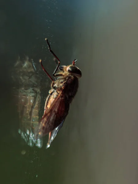 Volar Sentado Vidrio Ventana Coloridos Ojos Insecto — Foto de Stock