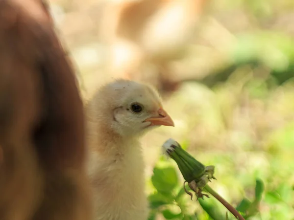 Gelbe Flauschige Bauernhof Huhn Vogel Baby Küken Sitzen — Stockfoto