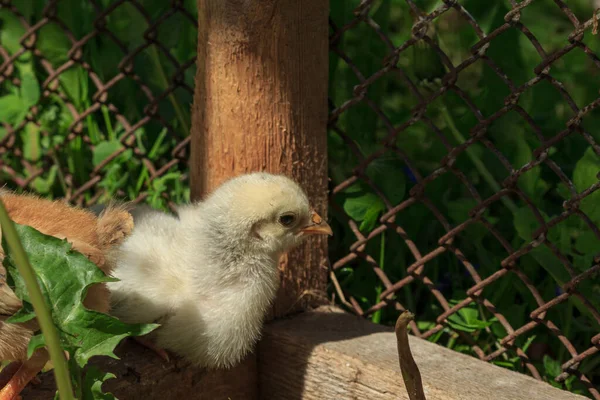 Gelbe Flauschige Bauernhof Huhn Vogel Baby Küken Sitzen — Stockfoto