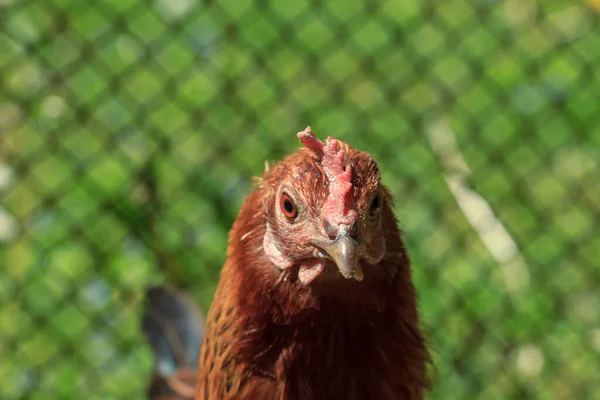 Bauernhof Lebender Vogel Braunes Huhn Schaut Sich Kopf Porträt — Stockfoto