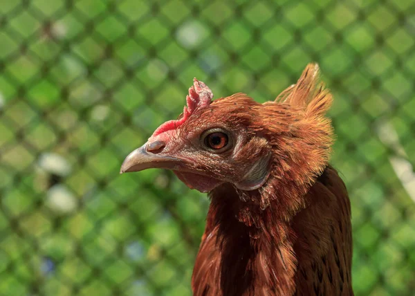 Bauernhof Lebenden Vogel Braunes Huhn Schaut Sich Lustiges Kopf Porträt — Stockfoto