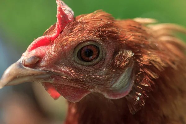Hidup Burung Hidup Ayam Coklat Melihat Lihat Potret Kepala Stok Gambar