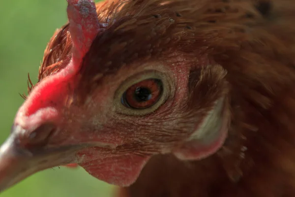 Hidup Burung Hidup Ayam Coklat Melihat Lihat Potret Kepala Stok Gambar Bebas Royalti