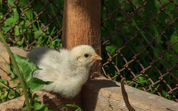 Yellow Fluffy Farm Ayam Burung Cewek Bayi Duduk Stok Lukisan  